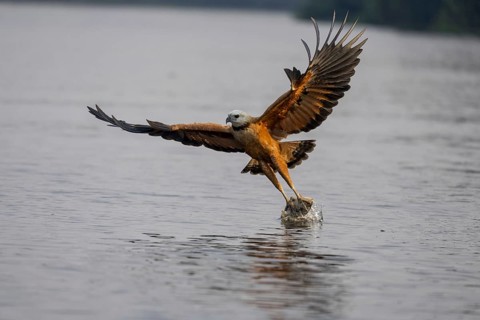 Fish hawk (Busarellus nigricollis), catching fish, Pantanal, Brazil, South America