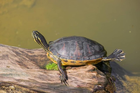 A yellow-bellied slider (Trachemys scripta) rests on a rotting log lying in the water of a pond