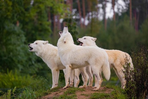 A pack of Arctic wolves (Canis lupus arctos) stands on a small hill, howling