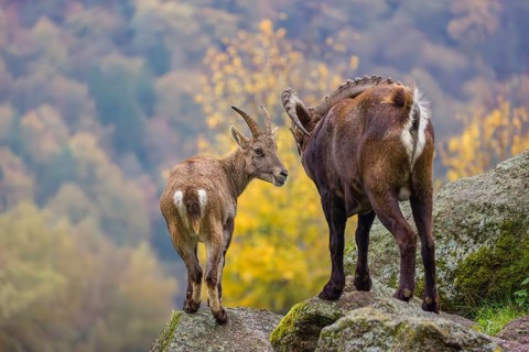 Two ibex (Capra ibex), a male and a female, stand on a rock. The male shows some flehming and