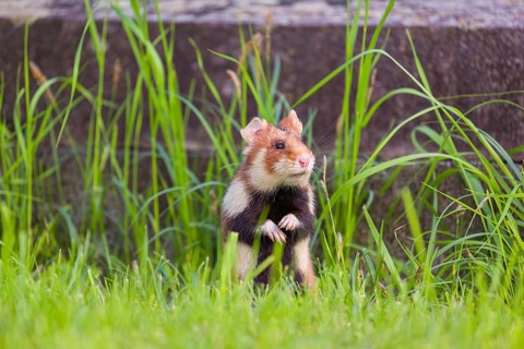A European hamster (Cricetus cricetus), Eurasian hamster, black-bellied hamster or common hamster,