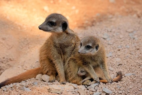 Tiger nut (Suricata suricatta), adult, two adults, juvenile, newborn, baby, social behaviour