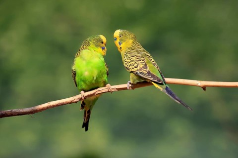 Budgerigar (Melopsittacus undulatus), adult, pair, male, female, two, in perch, Australia, Oceania