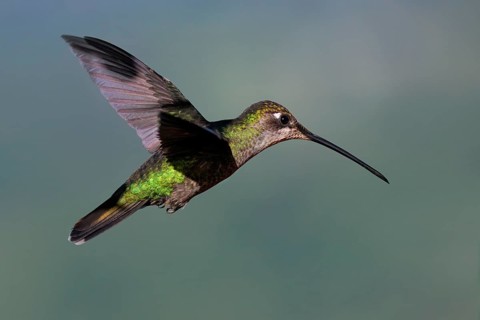 Flying Talamanca hummingbird or admirable hummingbird (Eugenes spectabilis), Costa Rica, Central