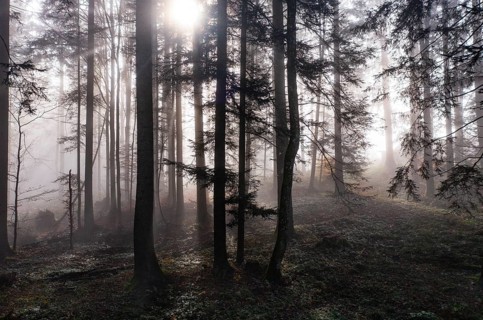 Morning fog in the backlight in the forest, Mondsee, Mondseeland, Salzkammergut, Upper Austria,