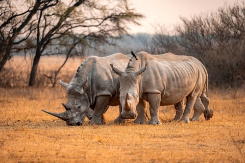 Southern white rhinoceros (Ceratotherium simum simum), two rhinos in the evening light, Khama Rhino