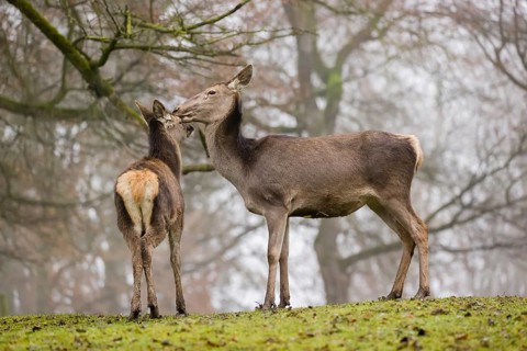 A Red Deer hind and her calf (Cervus elaphus) stand on a green meadow at a forest edge on a foggy