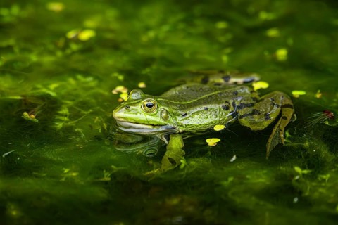 Edible frog (Pelophylax esculentus) in a little lake in the water, Bavaria, Germany, Europe