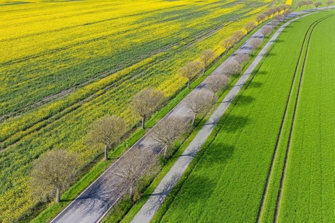 Aerial view over country road lined with common whitebeam trees (Aria edulis, Sorbus aria) in