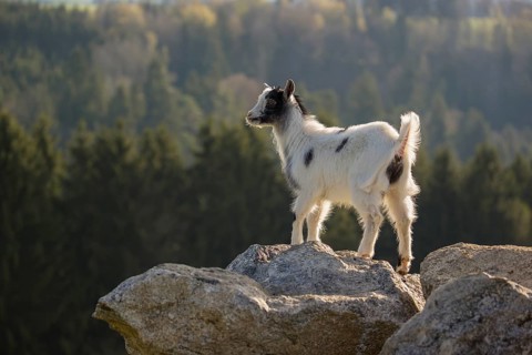 A young Pygmy goat, Capra hircus, stands on a rock. A forest is in the distant background