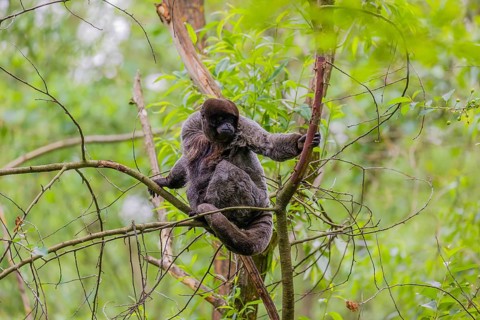 A common woolly monkey, brown woolly monkey, or Humboldt's woolly monkey (Lagothrix lagothricha)