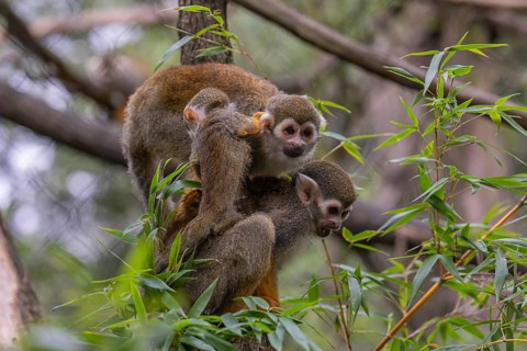 Two adult and one baby Central American squirrel monkey, Saimiri oerstedii, sitting in a green