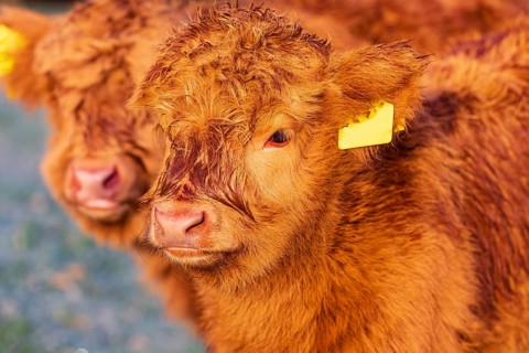 Portrait of two Highland calves (Bos (primigenius) taurus)