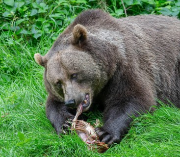 European brown bear (Ursus arctos) lying on the ground and eating a chicken, captive, Bavarian