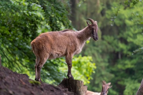 A female Himalayan tahr (Hemitragus jemlahicus) stands on a rock. A dense forest is in the