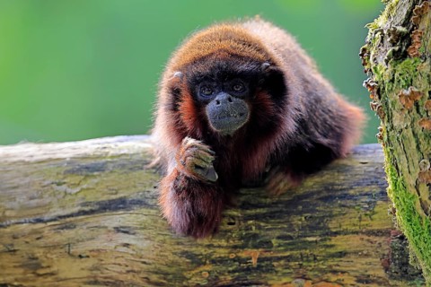 Coppery titi (Plecturocebus cupreus, Syn.: Callicebus cupreus), adult, portrait, tree trunk, South