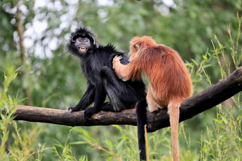 Javan lutung (Trachypithecus auratus), adult, sitting, two Javan lutung, social behaviour,