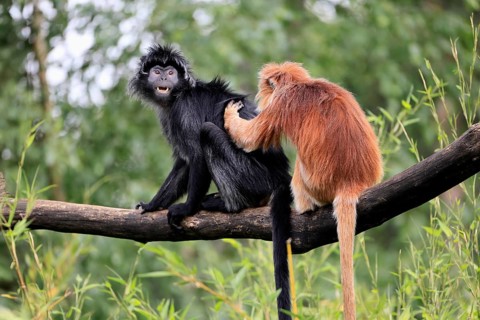 Javan lutung (Trachypithecus auratus), adult, sitting, two Javan lutung, social behaviour,