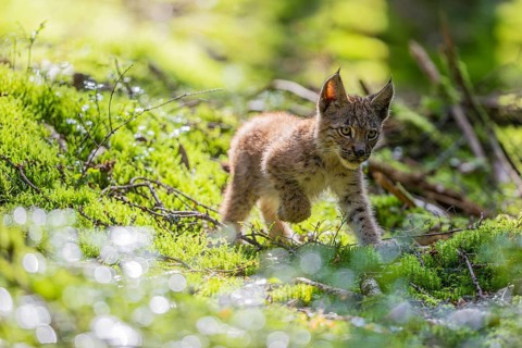 One young (10 weeks old) male Eurasian lynx, (Lynx lynx), walking over a mossy, wet forest floor.