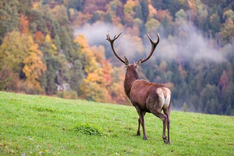 A red deer stag (Cervus elaphus) is standing in a meadow in hilly terrain. A forest with autumn