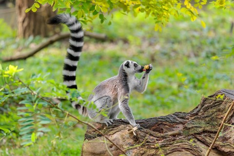 A ring-tailed lemur (Lemur catta) sits on a rotten tree lying on the ground and eats a fruit