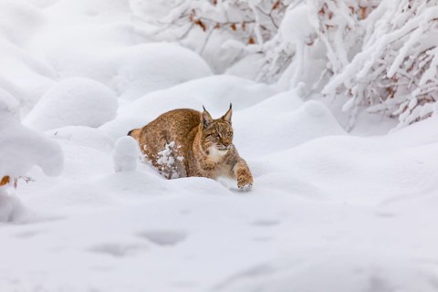 One young male Eurasian lynx, (Lynx lynx), walking through deep snow covered undergrowth in a