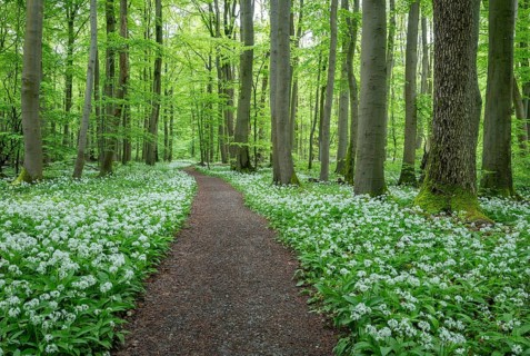 Path through a near-natural deciduous forest, copper beech forest (Fagus sylvatica) with flowering