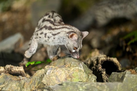 Common genet (Genetta genetta), wildlife in a forest, Montseny National Park, Catalonia, Spain,
