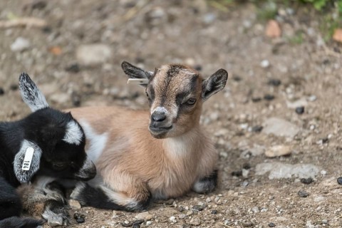 Two newborn Pygmy goat, Capra hircus, playing with each other