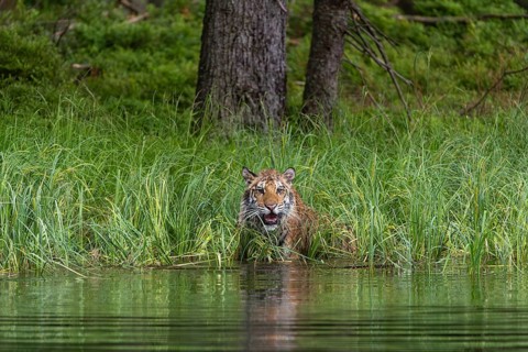 One young female Siberian Tiger, Panthera tigris altaica, running thru reed grass ashore a pond