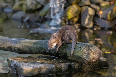 One oriental small-clawed otter or Asian small-clawed otter (Aonyx cinerea), in a creek in front of
