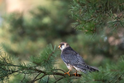 One female red-footed falcon (Falco vespertinus) sitting on a twig of a tree in a forest. Green
