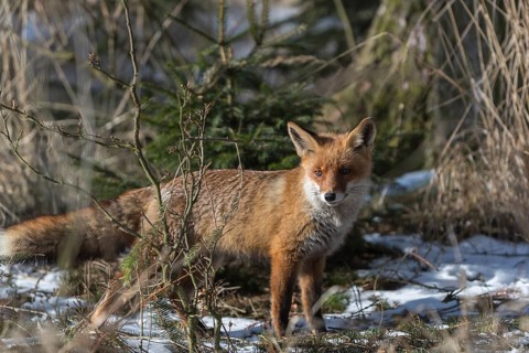 One red fox, Vulpes vulpes, running thru the undergrowth of a forest on a sunny day