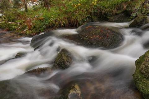 Kleine Ohe creek below Waldhaeuser village in the Bavarian Forest Nationalpark. Flowing water and