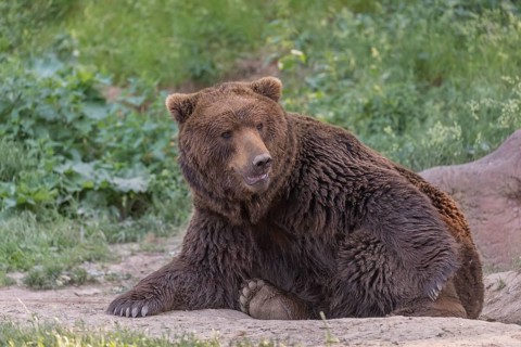 One Kamchatka brown bear (Ursus arctos piscator), resting in a forest. Some green vegetation in the