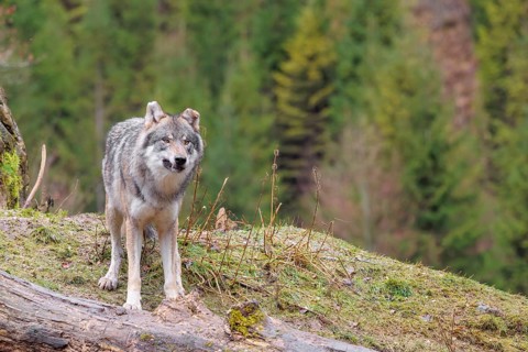 An adult male grey wolf (Canis lupus lupus) stands in a meadow on the top of a hill between a rock