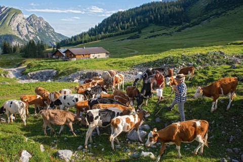 Alpine herdsmen look after their cows, young cattle are supplied with minerals, Maria Fuchs and
