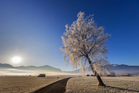 Tree, birch, hoarfrost, sunbeams, fog, path, sunny, mountain landscape, winter, Loisach-Lake Kochel
