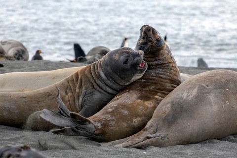 Elephant seals fighting in St Andrews Bay South Georgia Antarctica