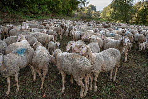Fenced flock of sheep in a valley in Franconian Switzerland, Upper Franconia, Bavaria, Germany,