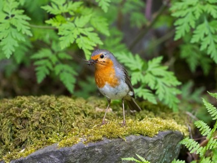European robin (Erithacus rubecula), adult bird, perched on a moos covered stone, after collecting