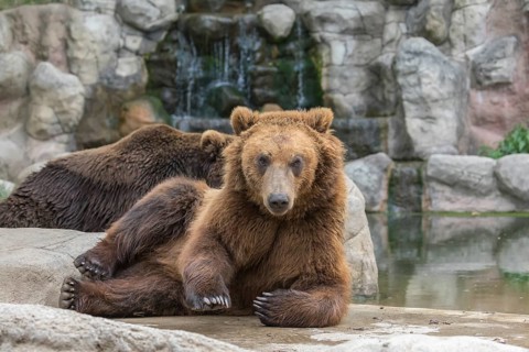 Two Kamchatka brown bear (Ursus arctos piscator), resting on rocks near a pond with a small cascade