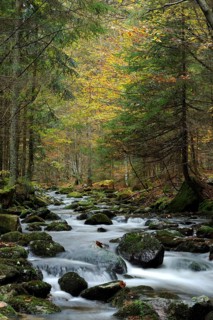 A stream flows through an autumnal forest, surrounded by moss and colourful foliage, Kleine Ohe,