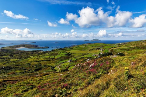 Typical coastline, blooming heather, Scariff and Deenish Islands on the horizon, view from above,