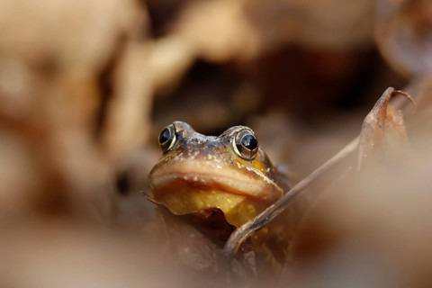 Common frog (Rana temporaria) adult amphibian on a pile of fallen autumn leaves in a garden,