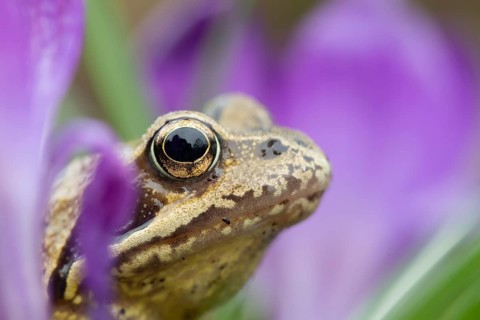 Common frog (Rana temporaria) adult amphibian amongst flowering garden Crocus flowers in