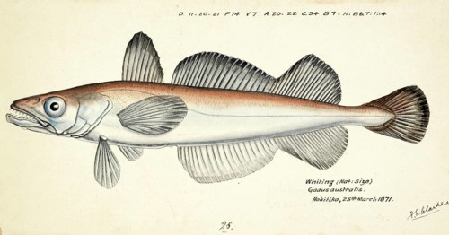 Merluccius australis, the southern hake, fish, reproduction of an original, by Frank Edward Clarke