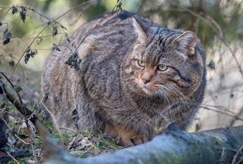 Wildcat (Felis silvestris), lurking in a bush, captive, Alpine Zoo, Innsbruck, Tyrol, Austria,