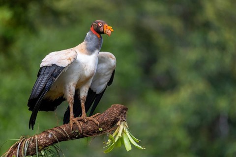 King vulture (Sarcoramphus papa), cock, vulture birds (Aegypiinae), Laguna del Lagarto Lodge,