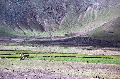 Man ploughing land with a donkey Subsistence farming, Lanzarote, Canary Islands, Spain 1979